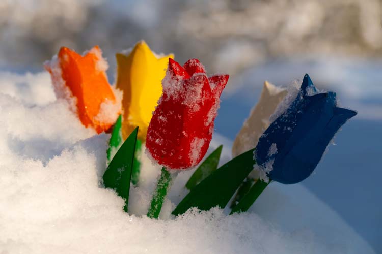 Flowers in snow